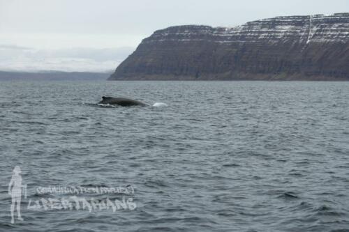 A humpback whale