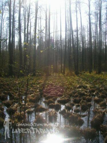 Białowieża Forest, Poland