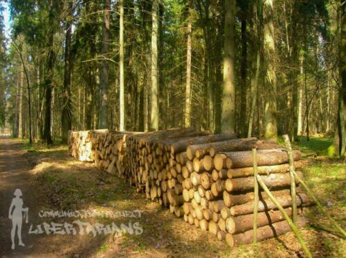 Białowieża Forest, Poland