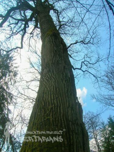 Białowieża Forest, Poland