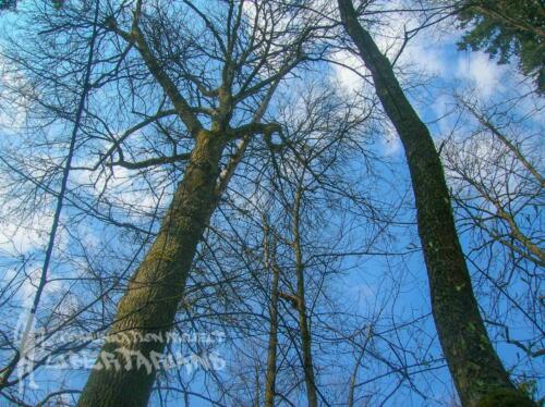 Białowieża Forest, Poland