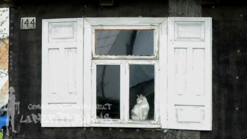 Window cat at Nowosady
