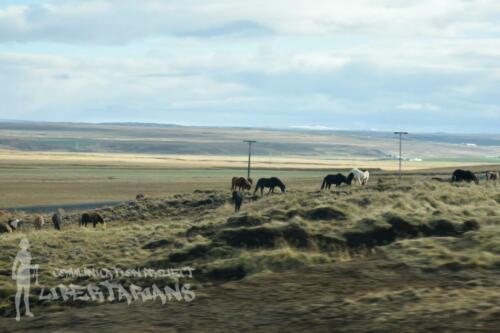 Icelandic horses on the way to Akureyri