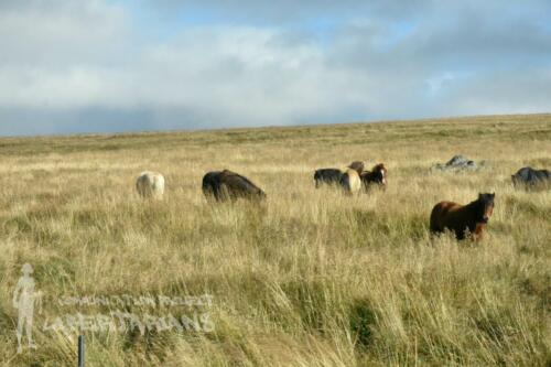 Icelandic horses on the way to Akureyri