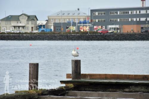 Seagull at Ísafjörður harbor, Iceland