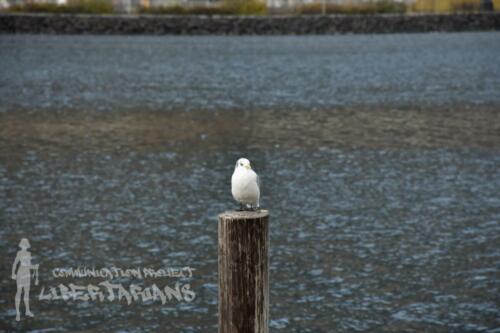 Seagull at Ísafjörður harbor, Iceland