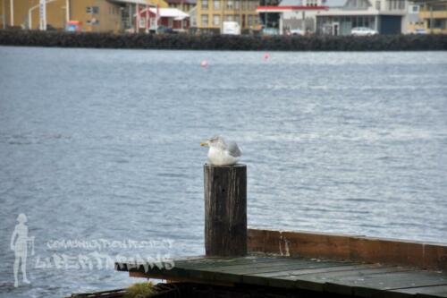 Seagull at Ísafjörður harbor, Iceland