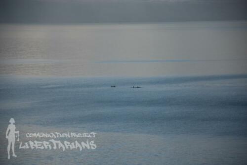 Orcas at Álftafjörður, Iceland