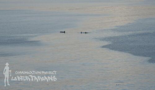 Orcas at Álftafjörður, Iceland