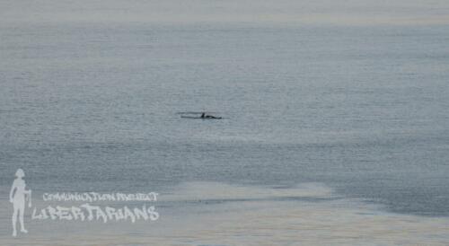 Orcas at Álftafjörður, Iceland