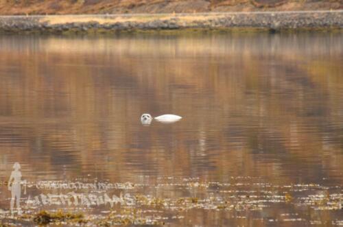 A seal at Álftafjörður, Iceland