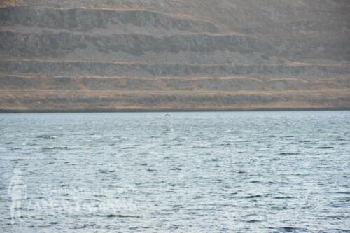 Humpback whales on the distance, Mjóifjörður, Iceland