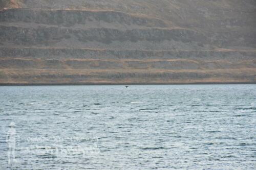 Humpback whales on the distance, Mjóifjörður, Iceland