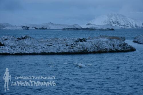 Swans at Lake Myvatn, Iceland