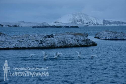 Swans at Lake Myvatn, Iceland