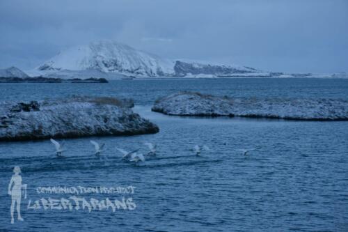 Swans at Lake Myvatn, Iceland