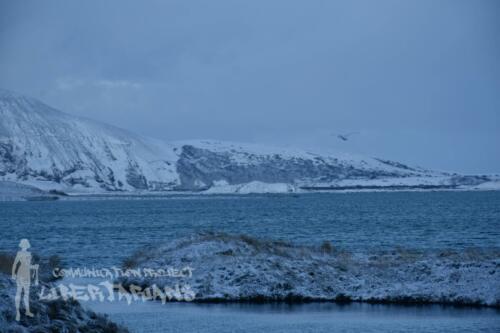 Swans at Lake Myvatn, Iceland