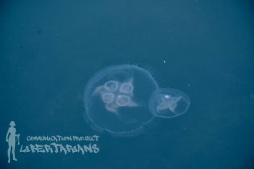 Jellyfish at Ströndin Studio dock