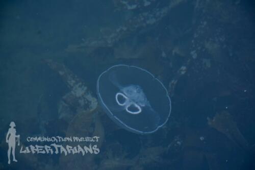 Jellyfish at Ströndin Studio dock