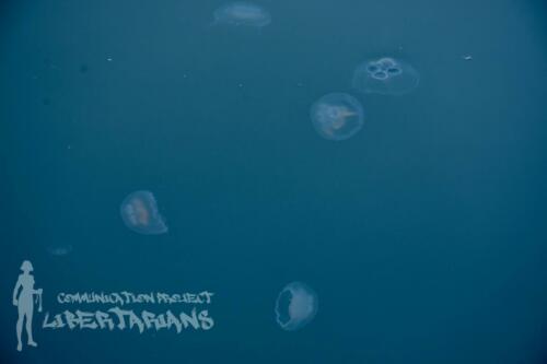 Jellyfish at Ströndin Studio dock