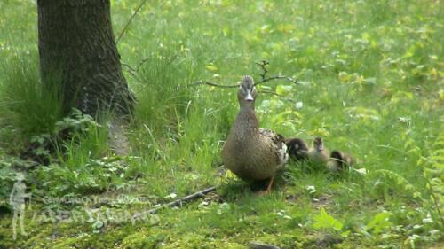 Ducks at Żywiec, Poland 01