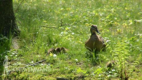 Ducks at Żywiec, Poland 02