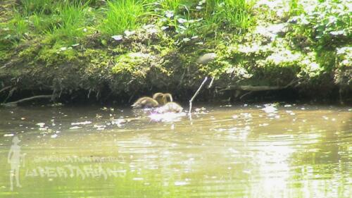 Ducks at Żywiec, Poland 03