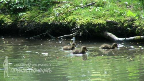 Ducks at Żywiec, Poland 05