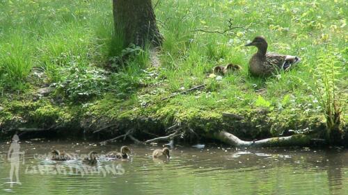 Ducks at Żywiec, Poland 06