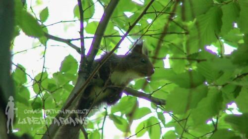 Squirrel at Żywiec, Poland 