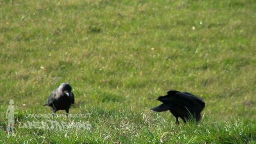 Crows at Grajewo, Poland