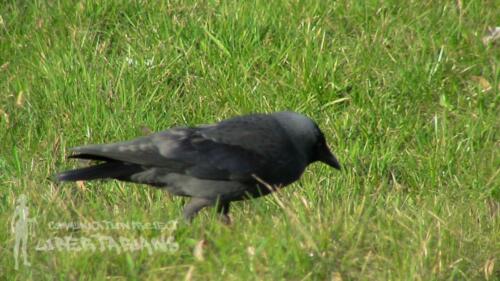 Crow at Grajewo, Poland